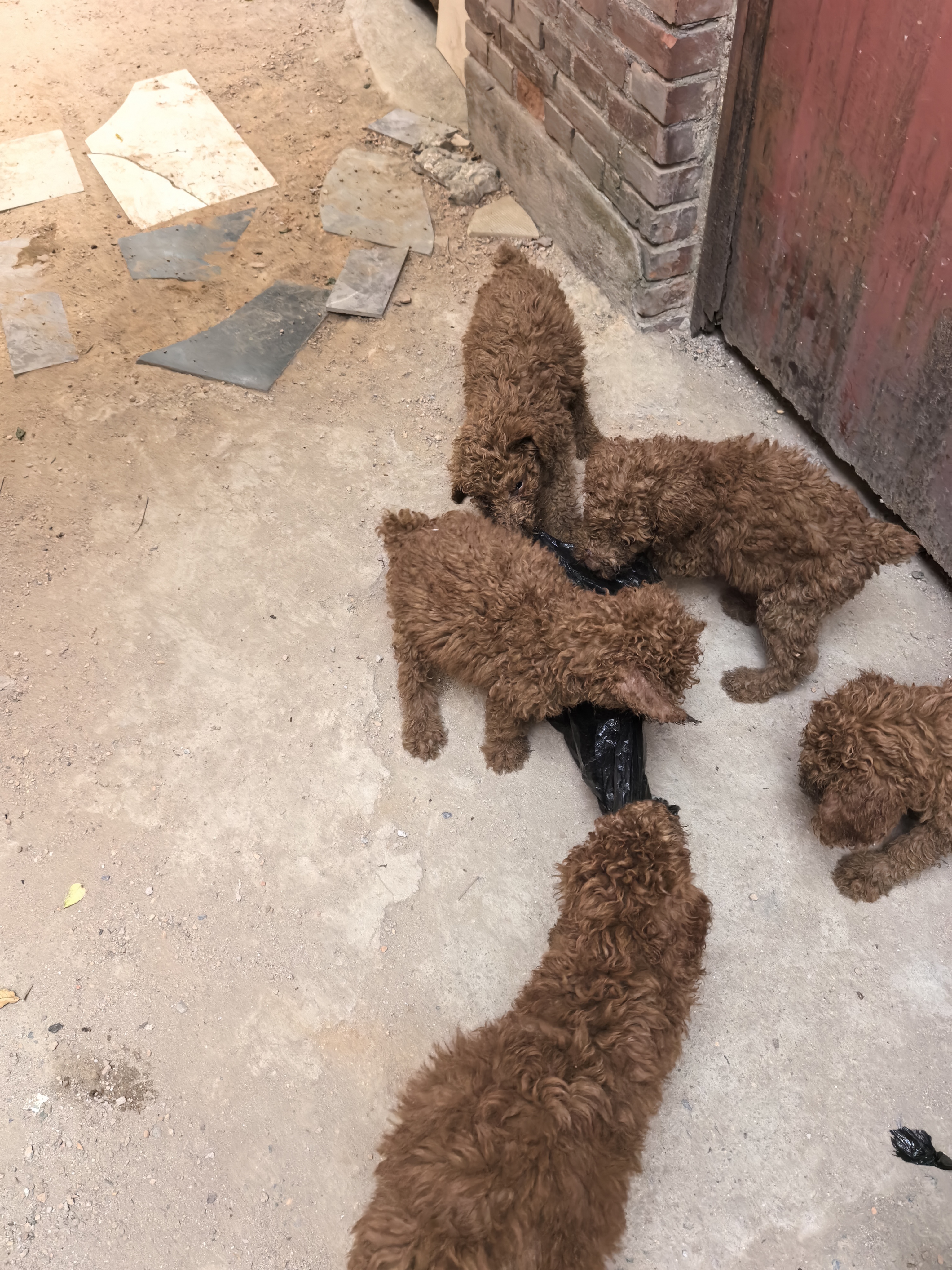 极品红色巨贵犬